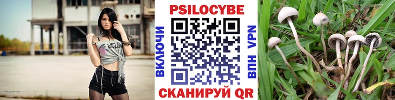 Псилоцибиновые грибы Psilocybe Тихорецк